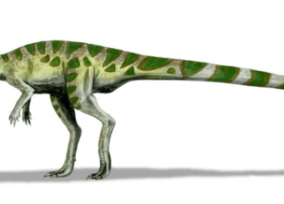 کشف دایناسورهای تازه در استرالیا ، اجداد کانگوروها پیدا شدند